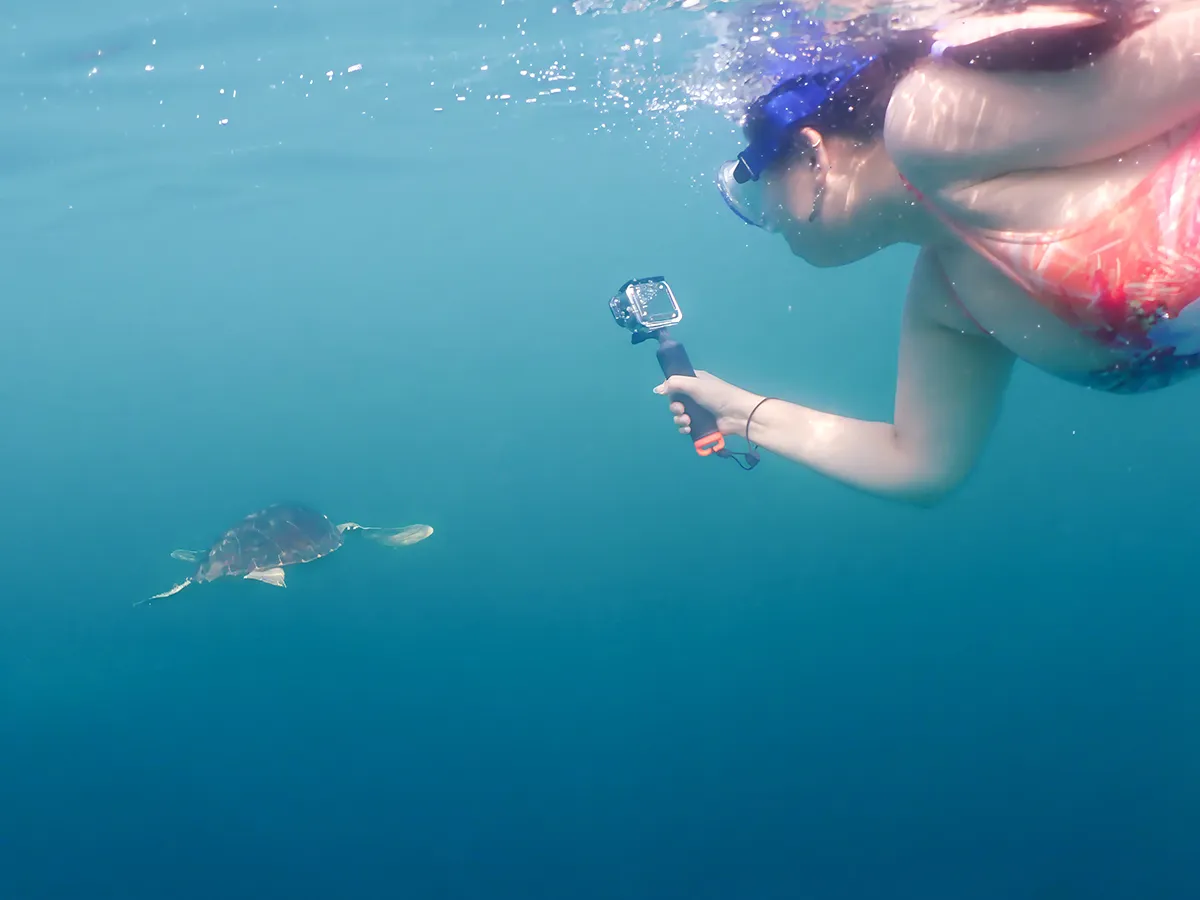 Caretta caretta nel Mediterraneo