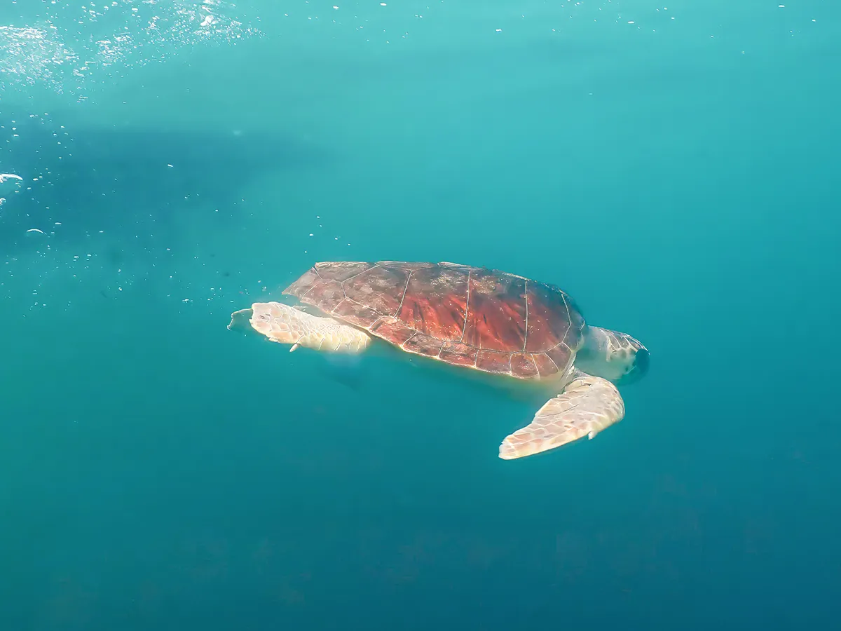 Caretta caretta nel Mediterraneo