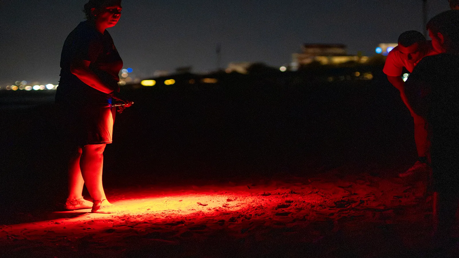 Caretta caretta sulla spiaggia durante la notte