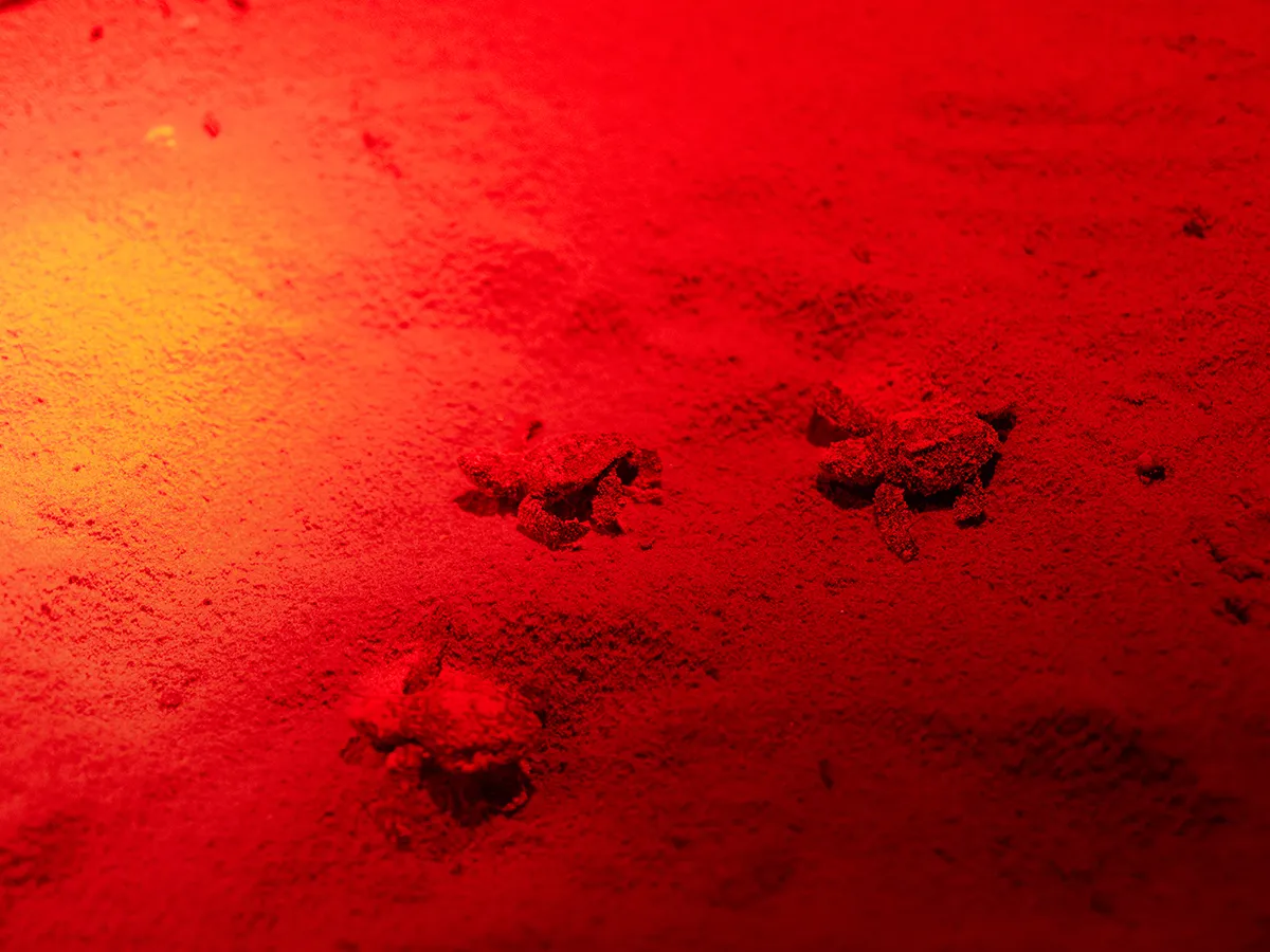 Monitoraggio notturno di una spiaggia frequentata dalla Caretta caretta