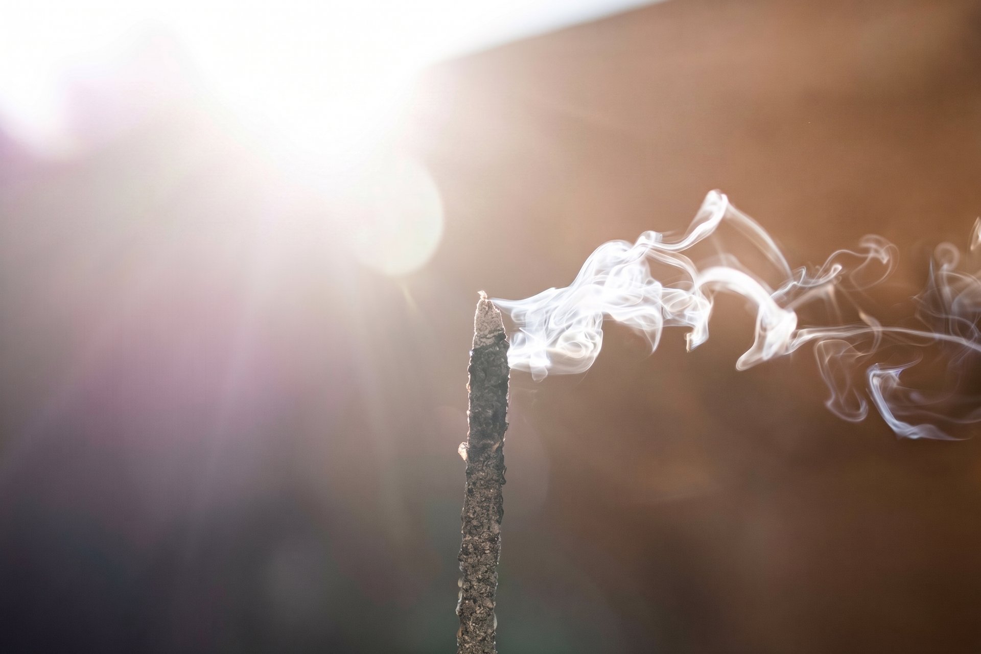 Guida completa al Palo Santo