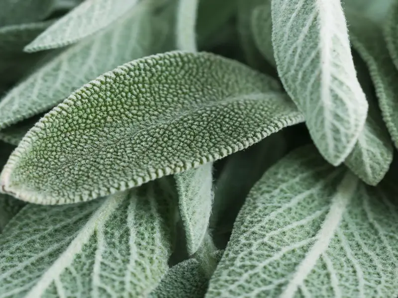 Salvia officinalis, ingrediente del deodorante Endro Velluto Floreale