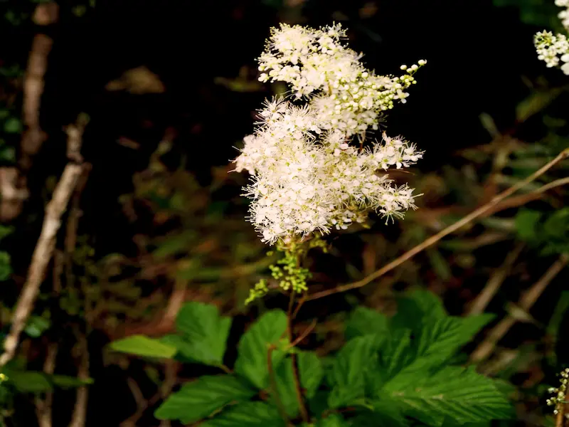 Spirea olmaria, fonte dell'attivo DEOLYA utilizzato nel deodorante Endro